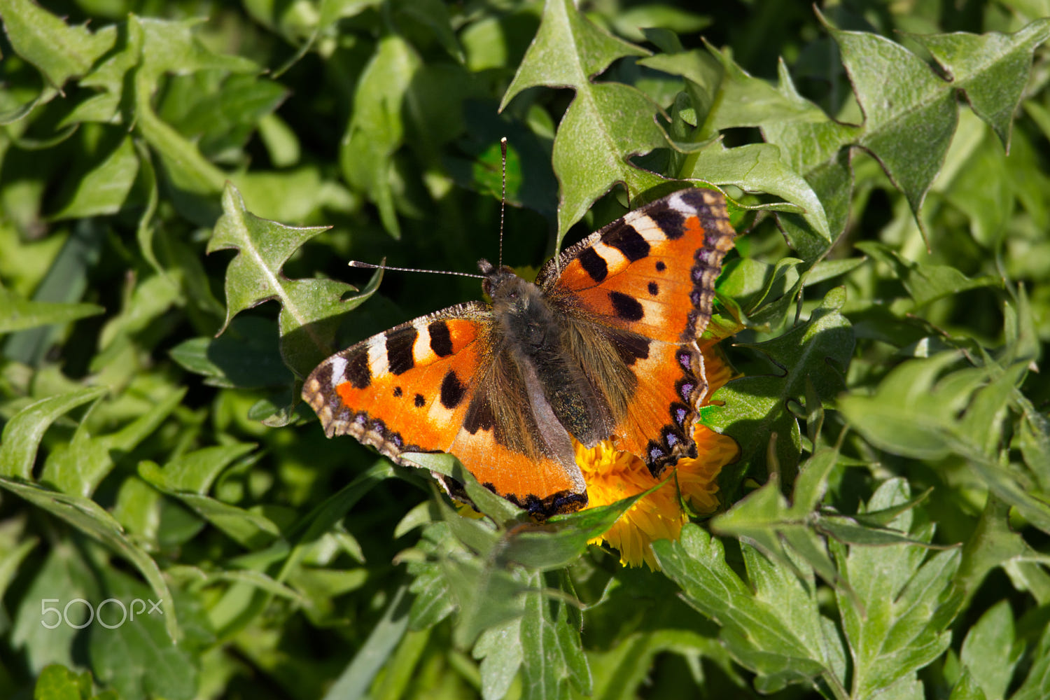 Spring Butterfly by Elisabeth Hodel / 500px