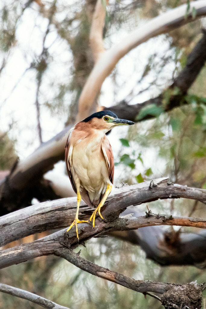 Ngalkaning by Paul Amyes on 500px.com