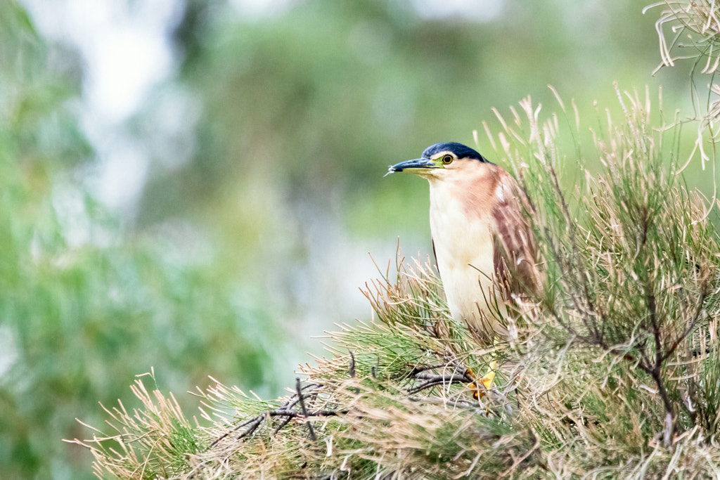 Ngalkaning by Paul Amyes on 500px.com