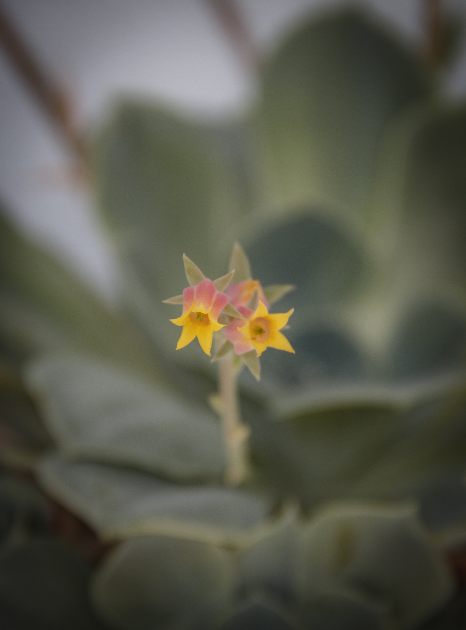 Unkown blossom from the canaria islands