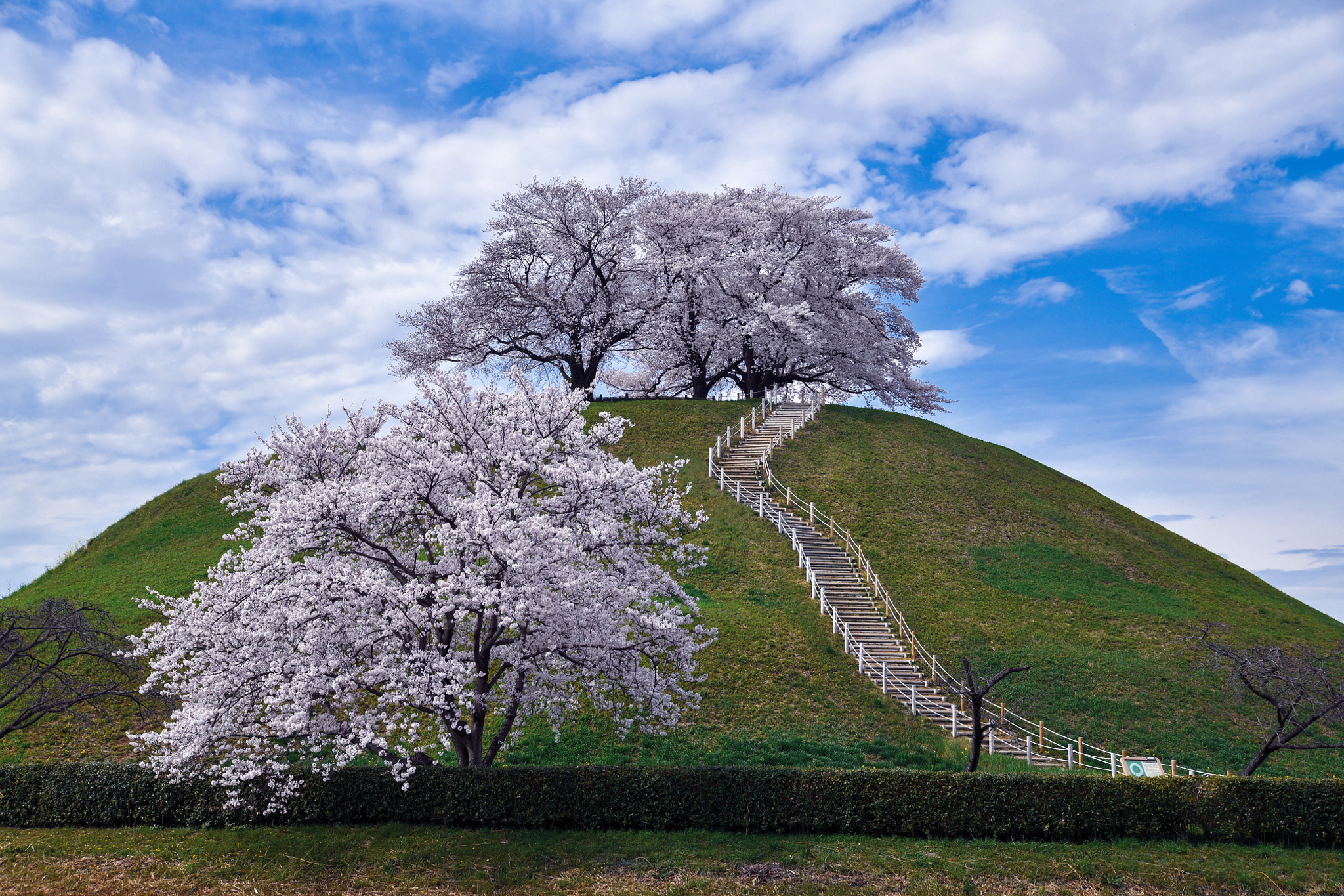 Cherry Trees on the Hill
