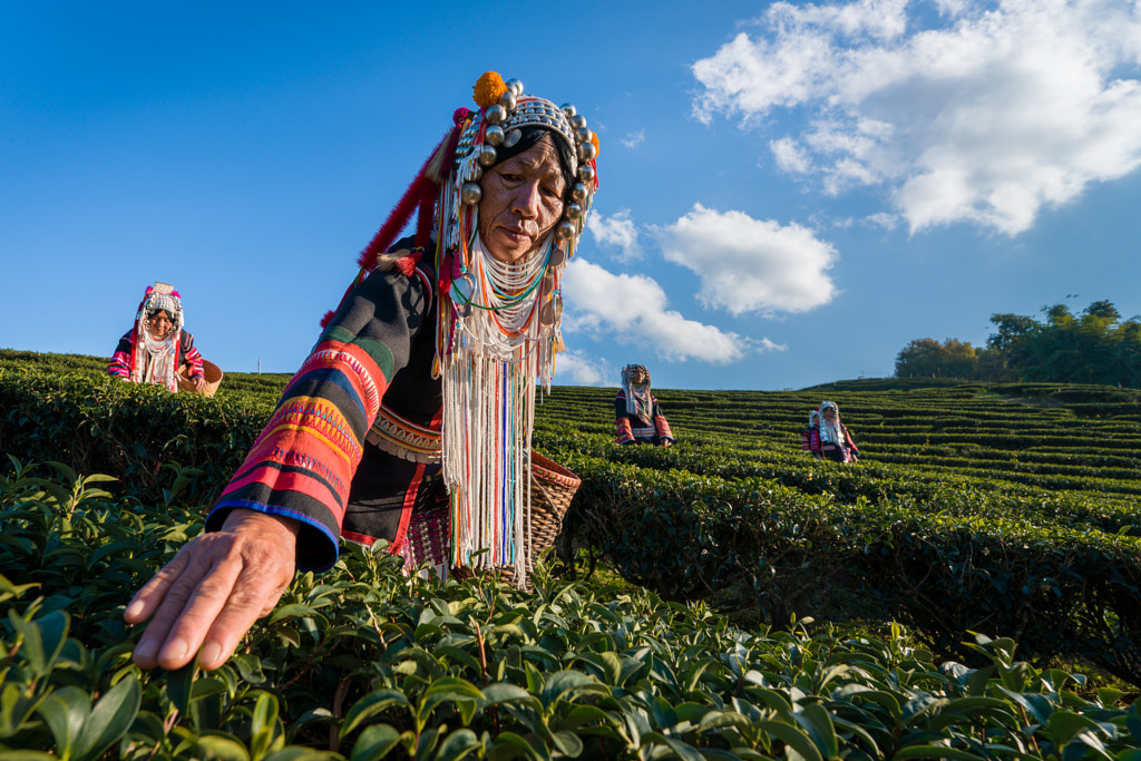 Akha Tribal Women Harvesting Tea Leaves in Mae Salom by Barry ...