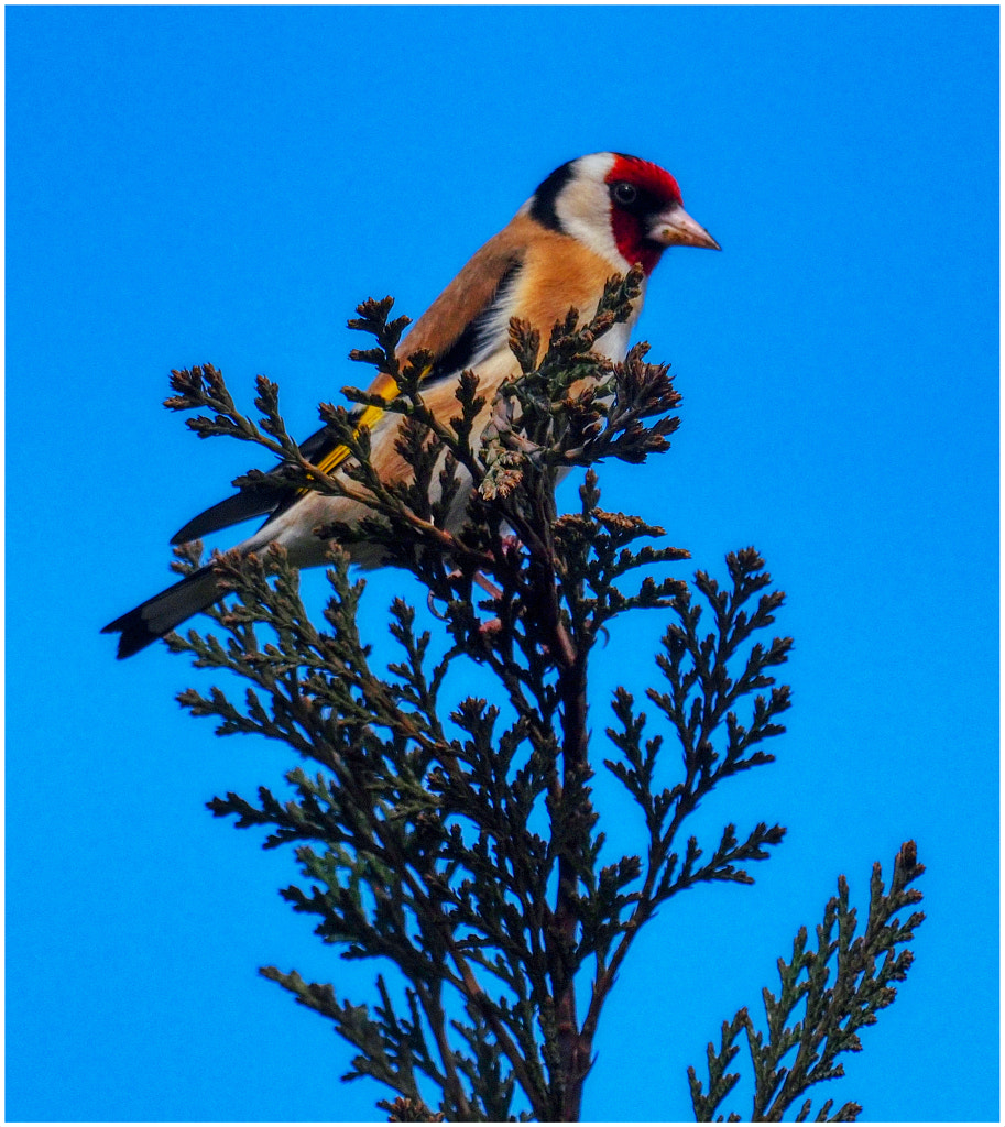 Stieglitz by Ernst Kramer / 500px