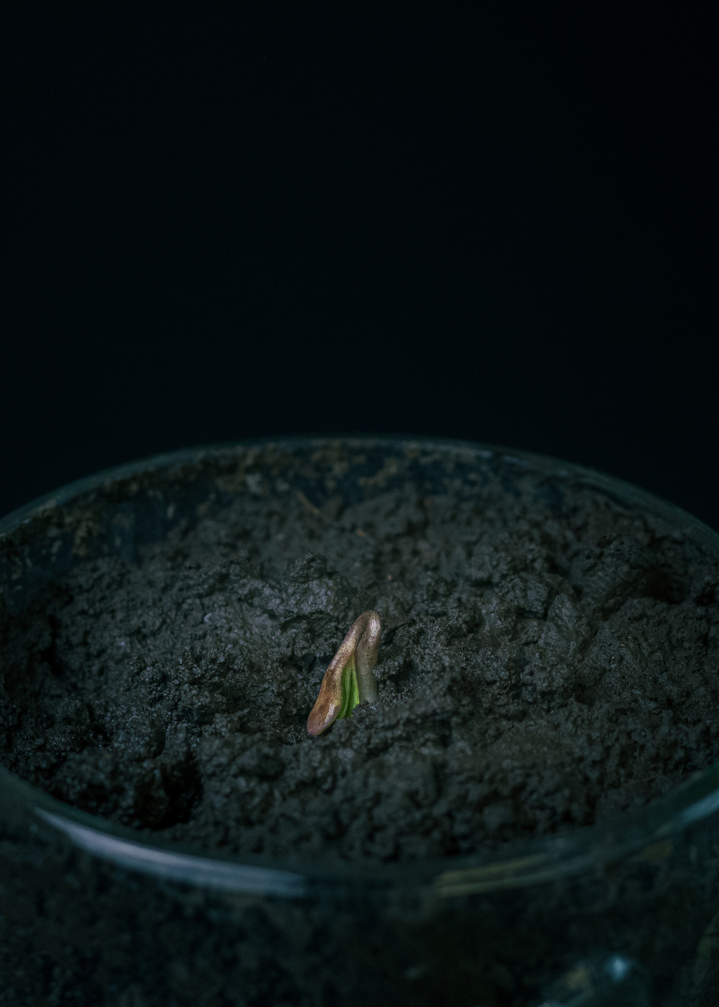 a sprout in a glass