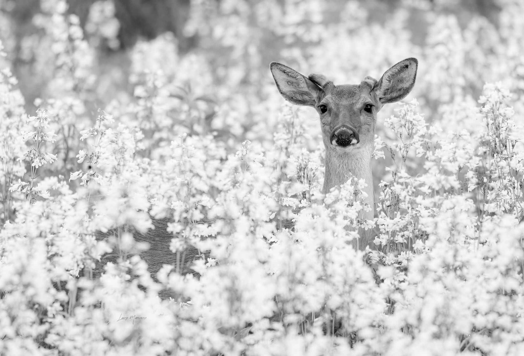 Portrait of deer standing amidst flowers in forest by Larry Mammone on 500px.com