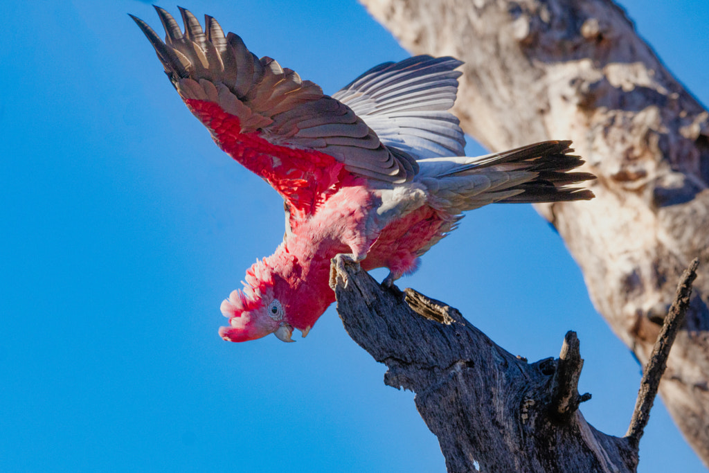 Djakal-ngakal by Paul Amyes on 500px.com