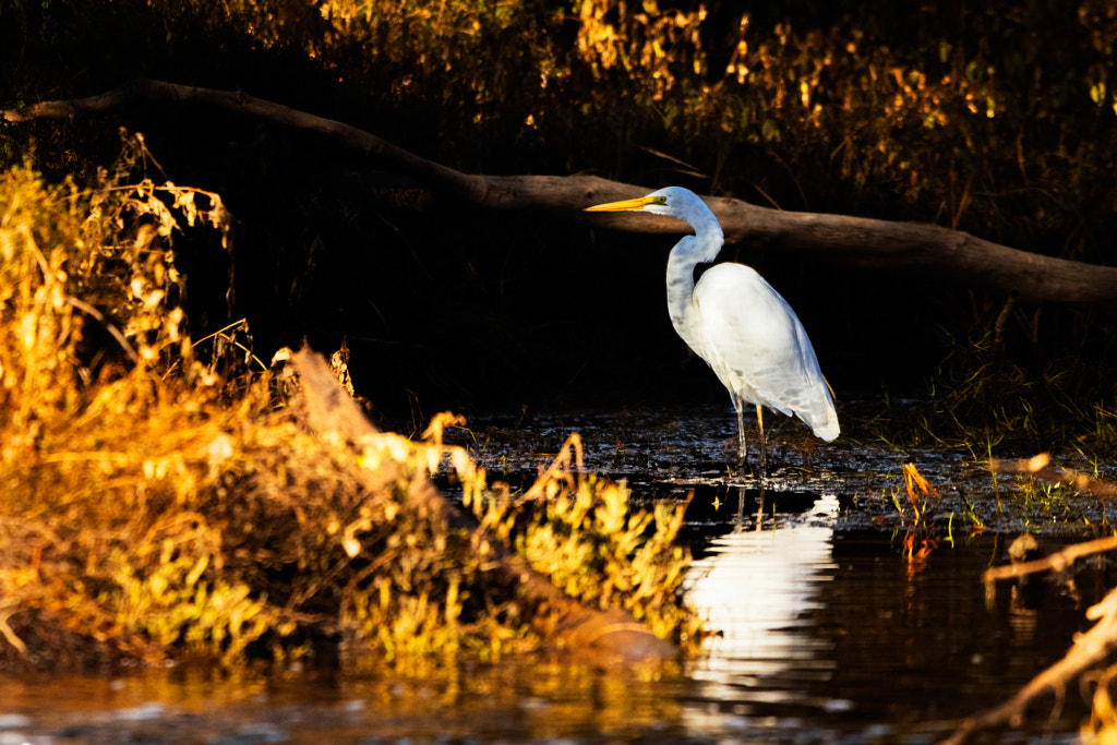 Geat Egret by Paul Amyes on 500px.com