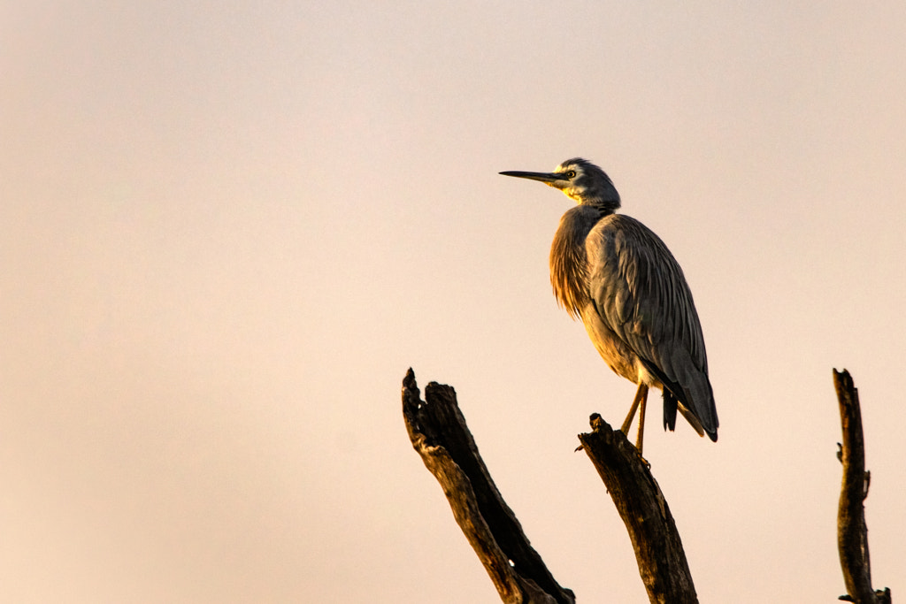 Wayan by Paul Amyes on 500px.com