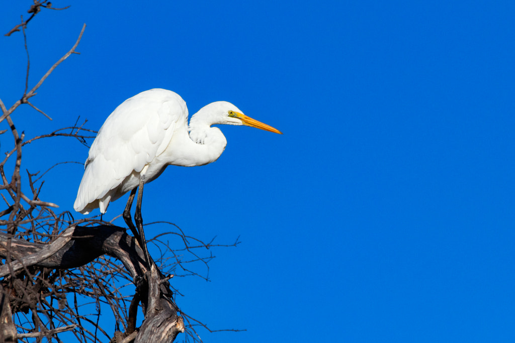 Geat Egret by Paul Amyes on 500px.com