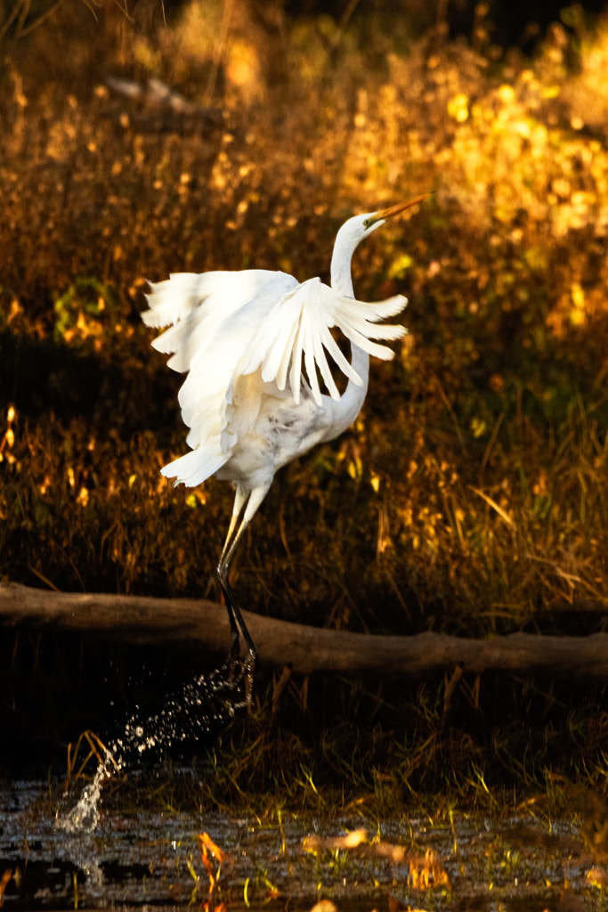 Geat Egret by Paul Amyes on 500px.com