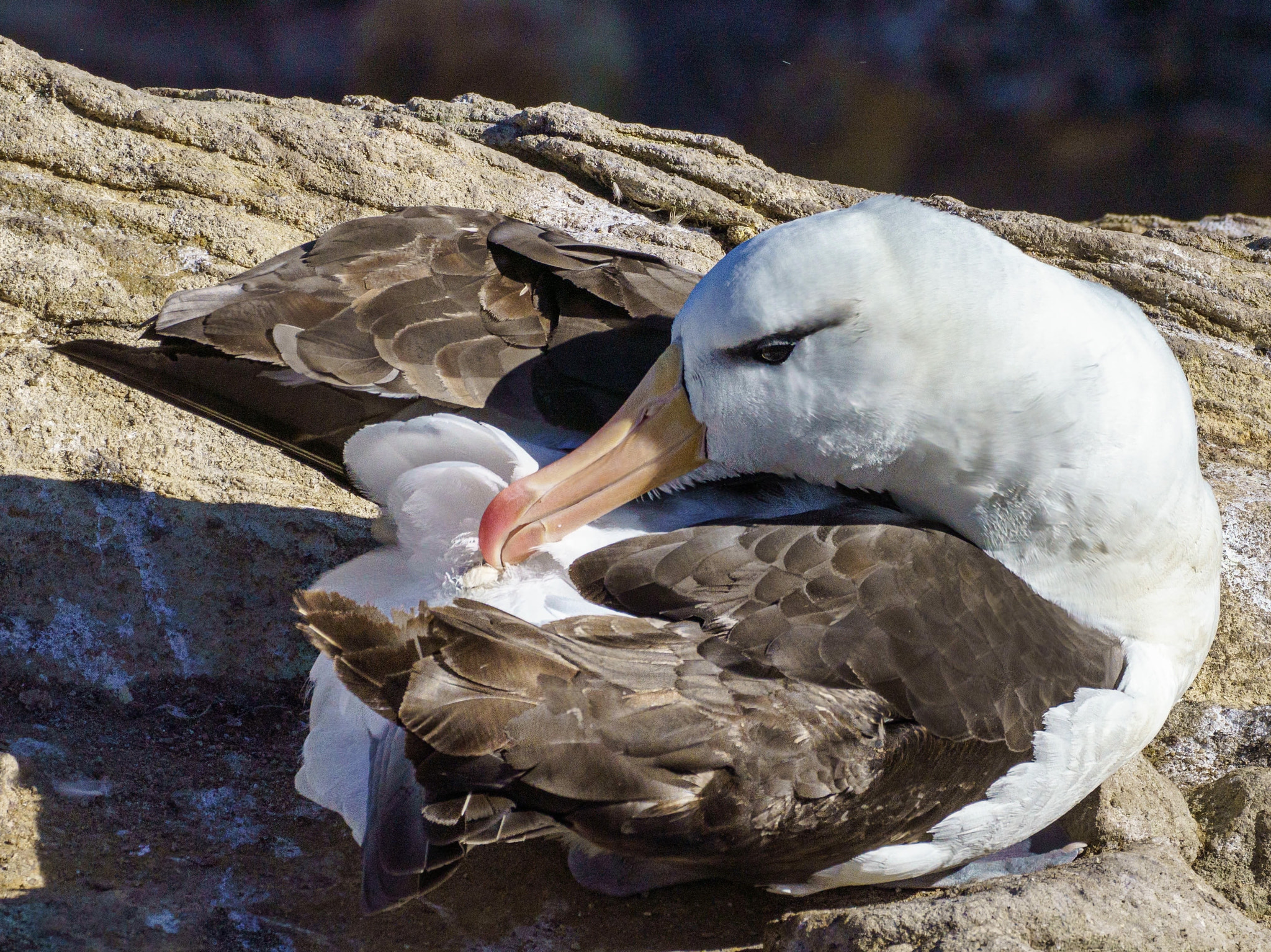 Albatross mom giving birth to an egg by Thomas Reissnecker / 500px