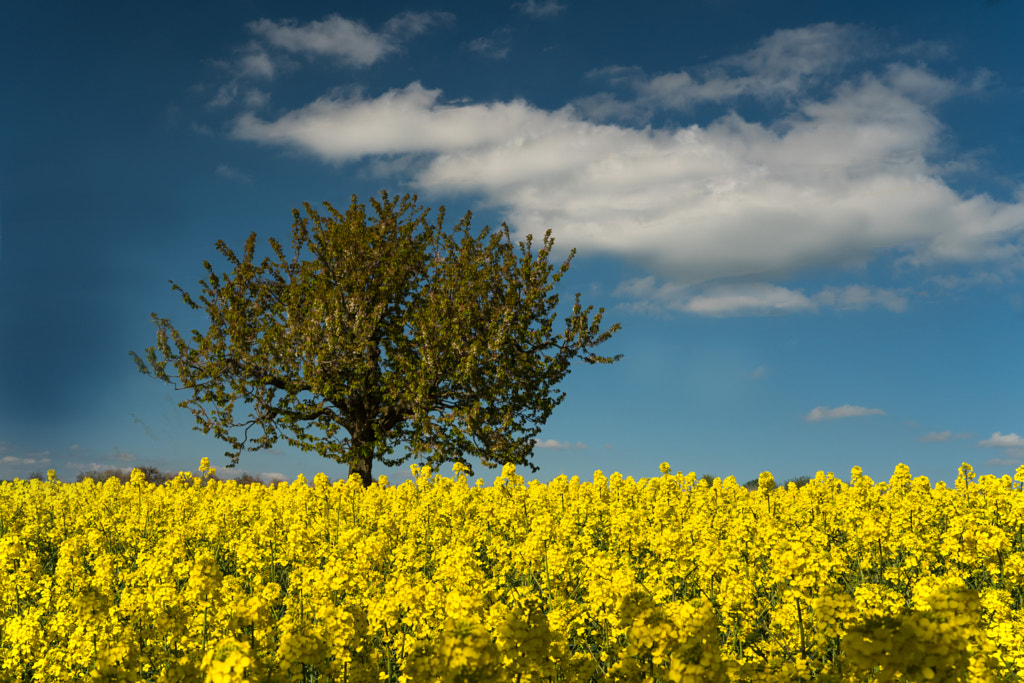 Canola field by Sonja Andenmatten / 500px