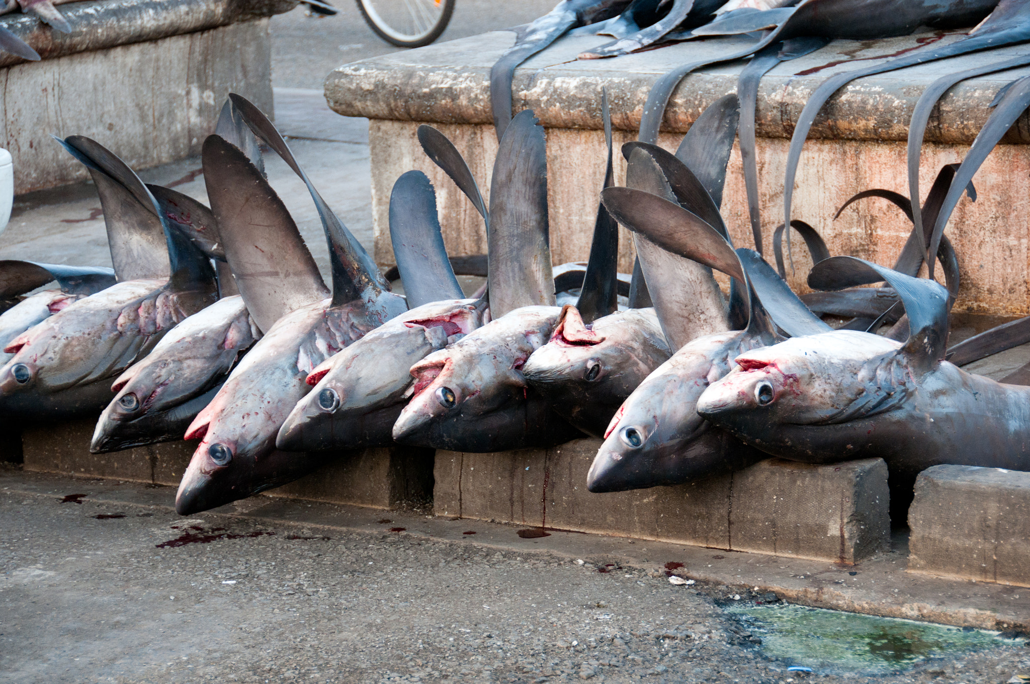 Dead Sharks II by Mario Nonaka / 500px