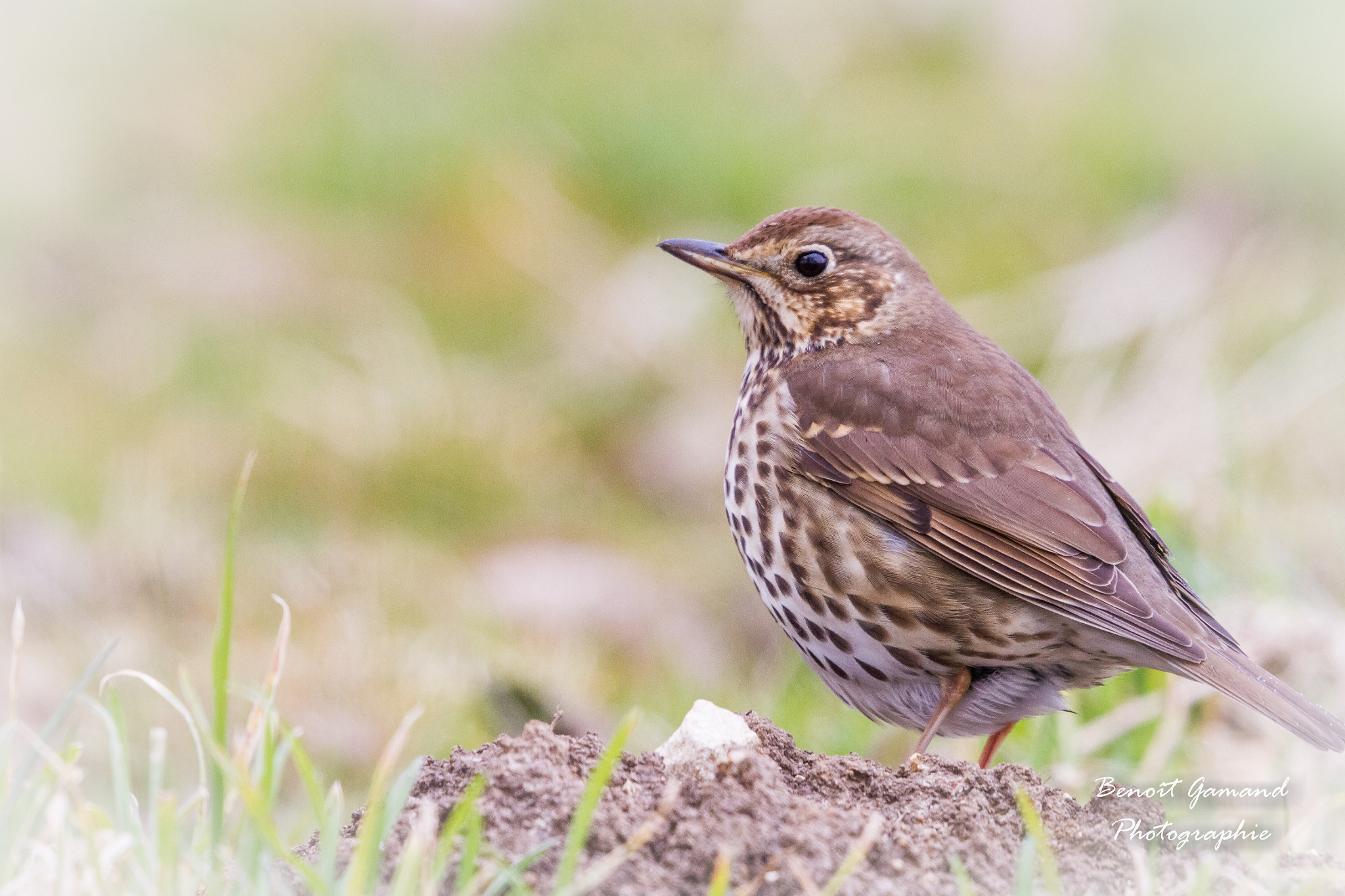 Canon EF 500mm F4L IS II USM sample photo. Jeune grive photography