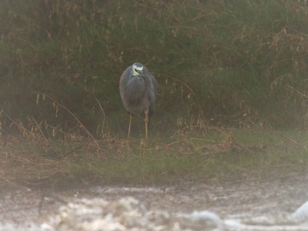 Wayan by Paul Amyes on 500px.com