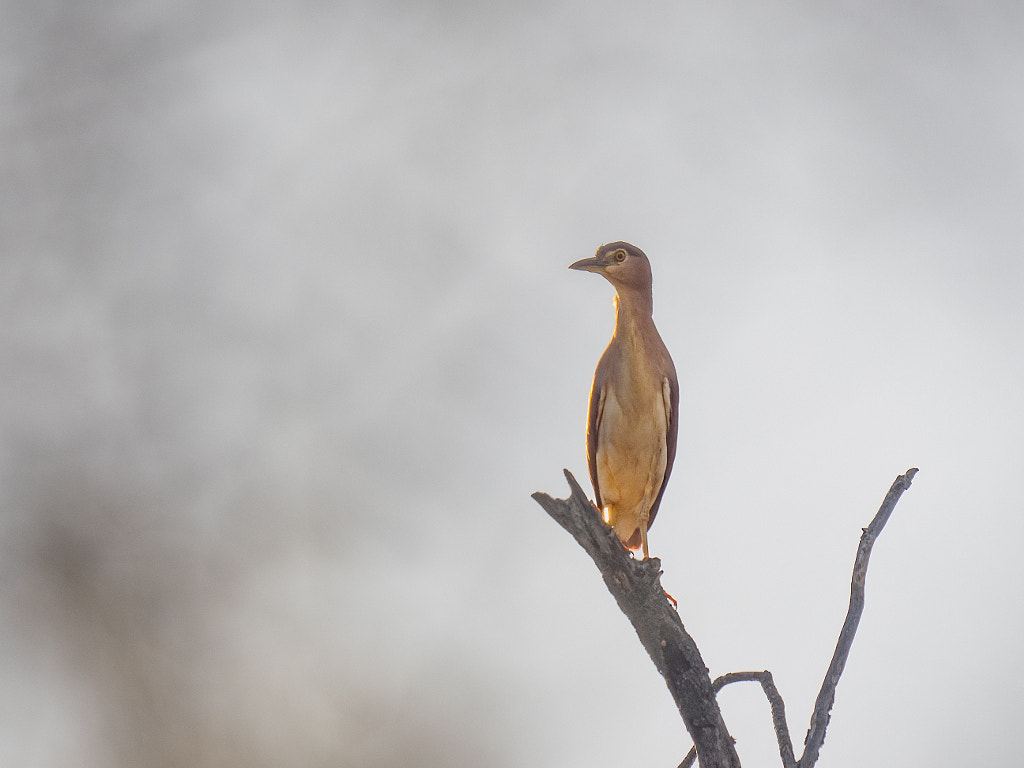 Ngalkaning by Paul Amyes on 500px.com