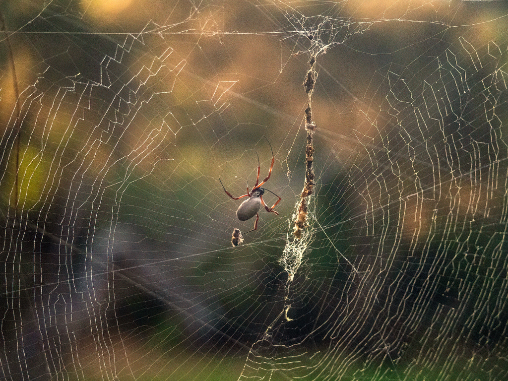 Golden Web by Paul Amyes on 500px.com