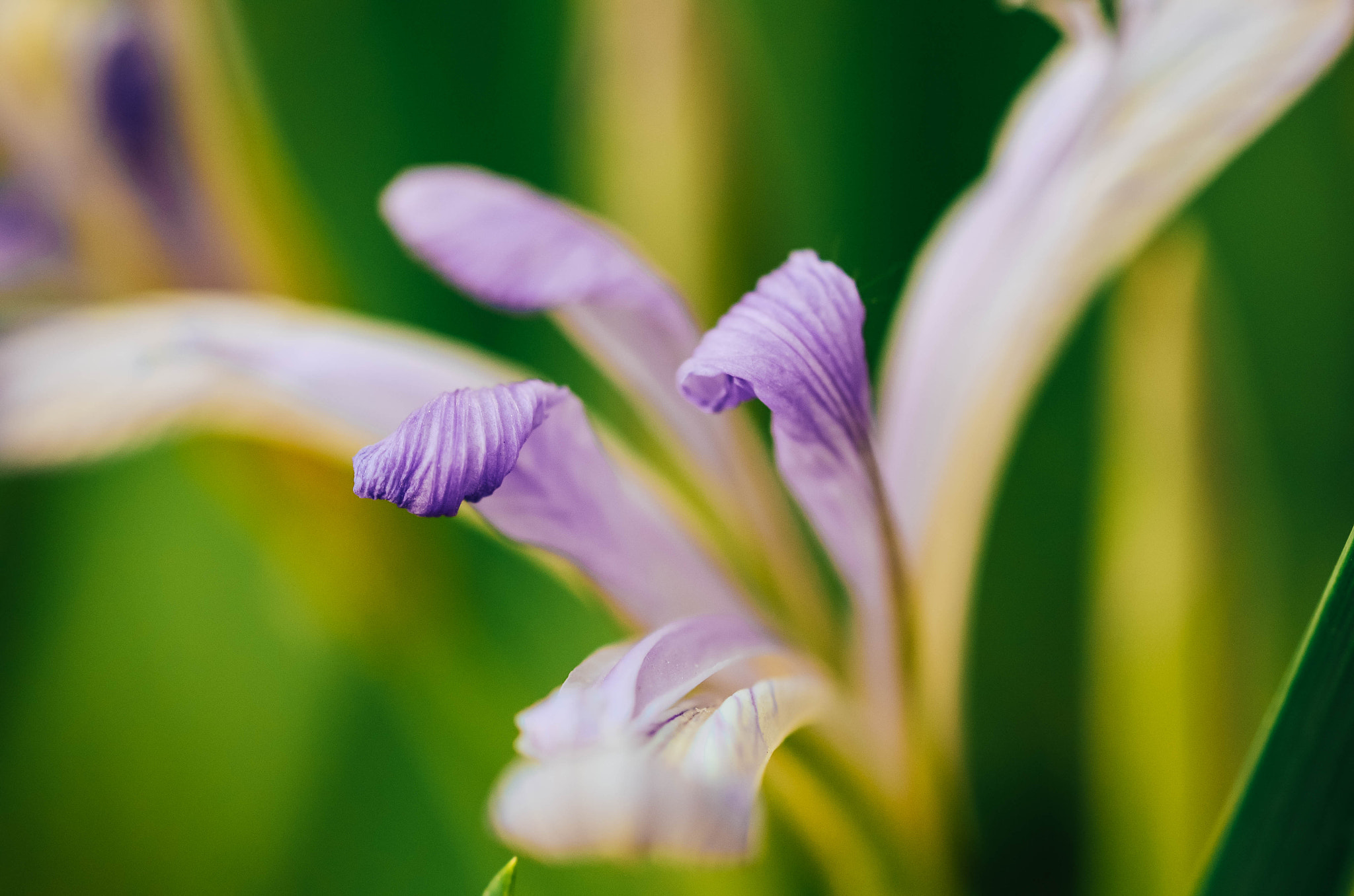 花卉
