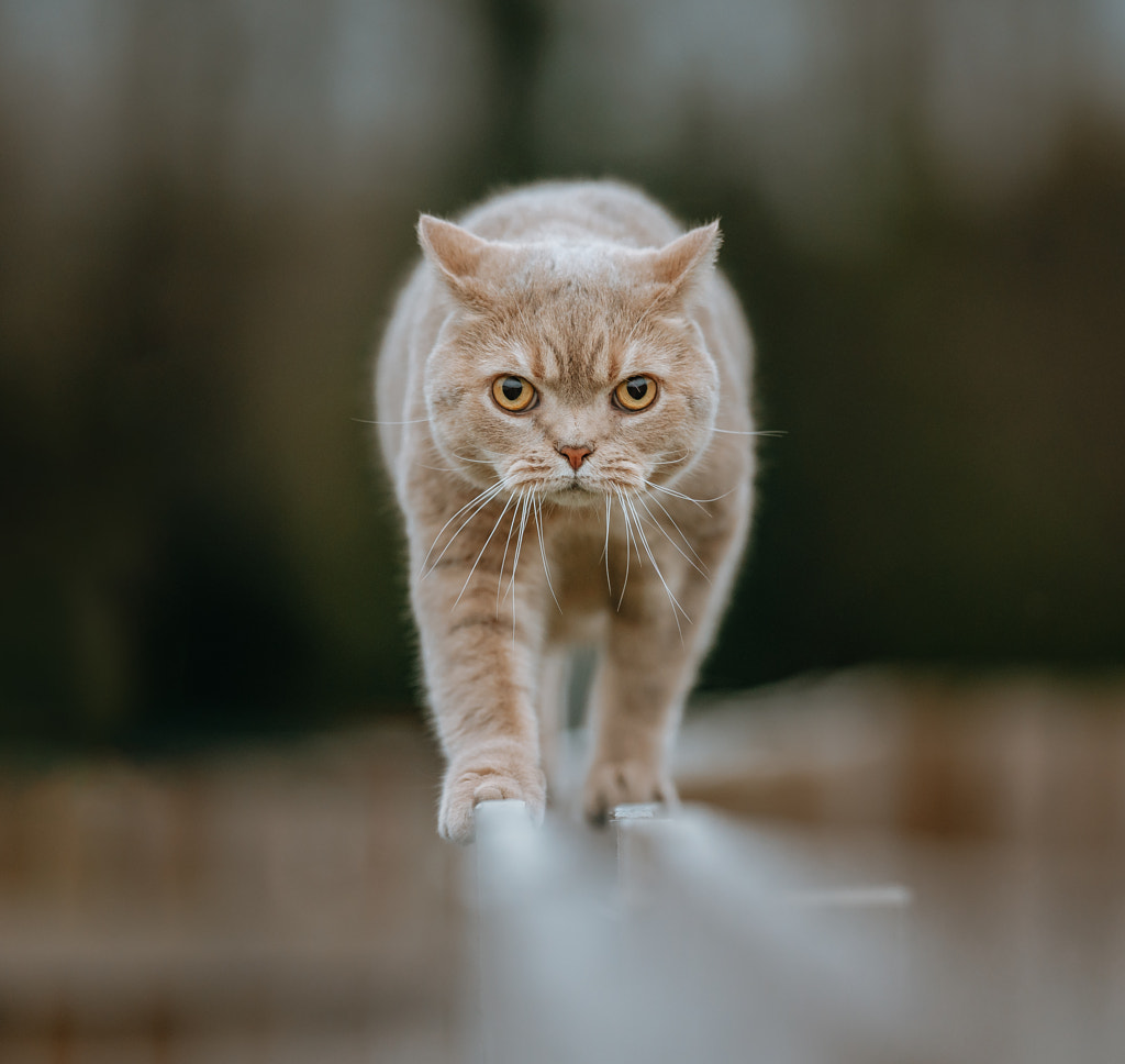 British Shorthair Walking Along Fence by Mike Linnane on 500px.com