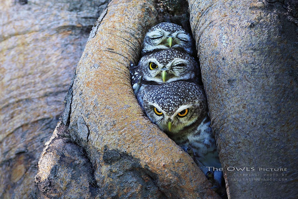 FB/The Owls Picture by Sompob Sasismit on 500px.com