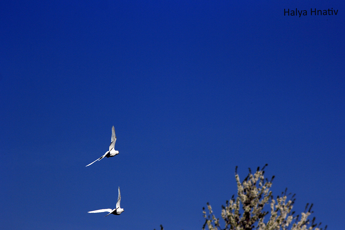 doves in the sky above the tree