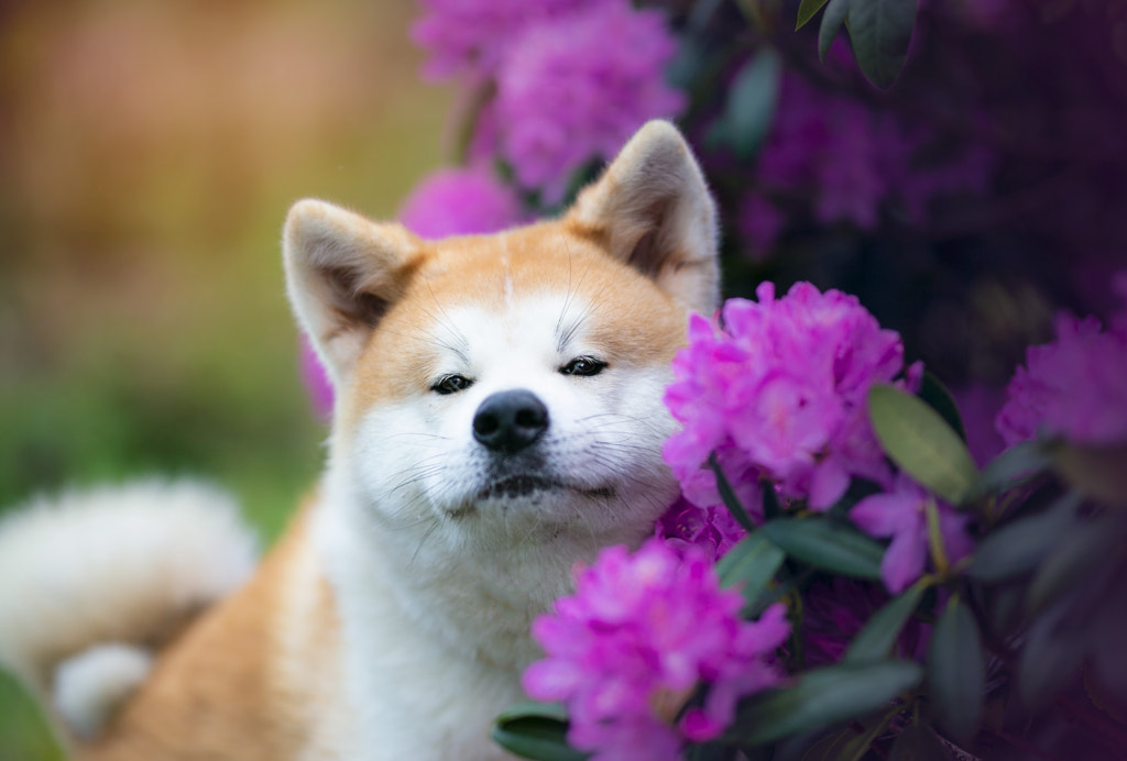 Close-up of Akita inu in flowers by Magdalena Sikora / 500px