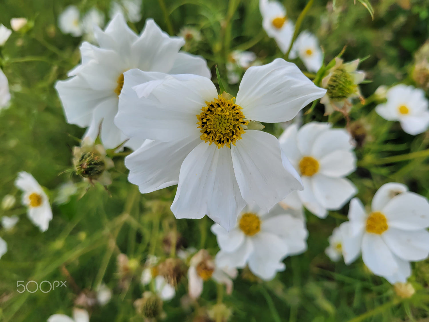 White Cosmos Flower in Bloom during Spring by Abby Juli / 500px