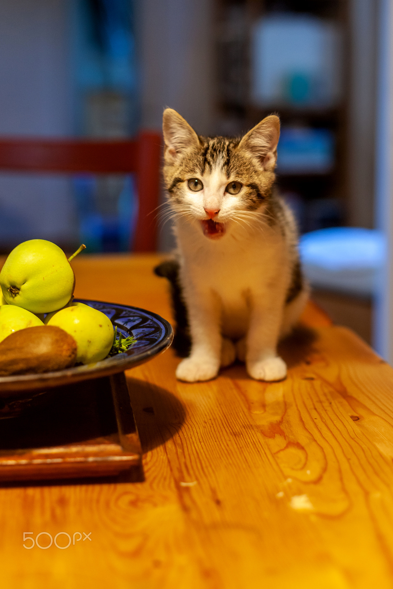 Little Lilou: Miaouuuu... and when do I eat?