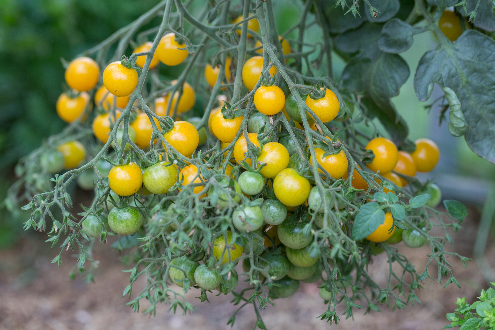Yellow tomatoes of varying ripeness grow in a polycarbonate greenhouse. Growing organic tomatoes