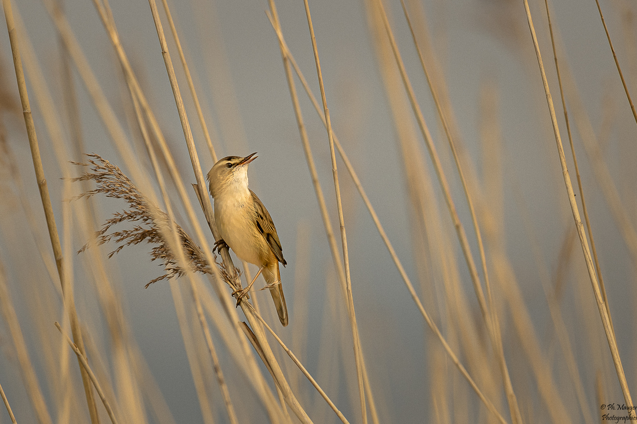 Phragmite des joncs by philippe Mauger / 500px