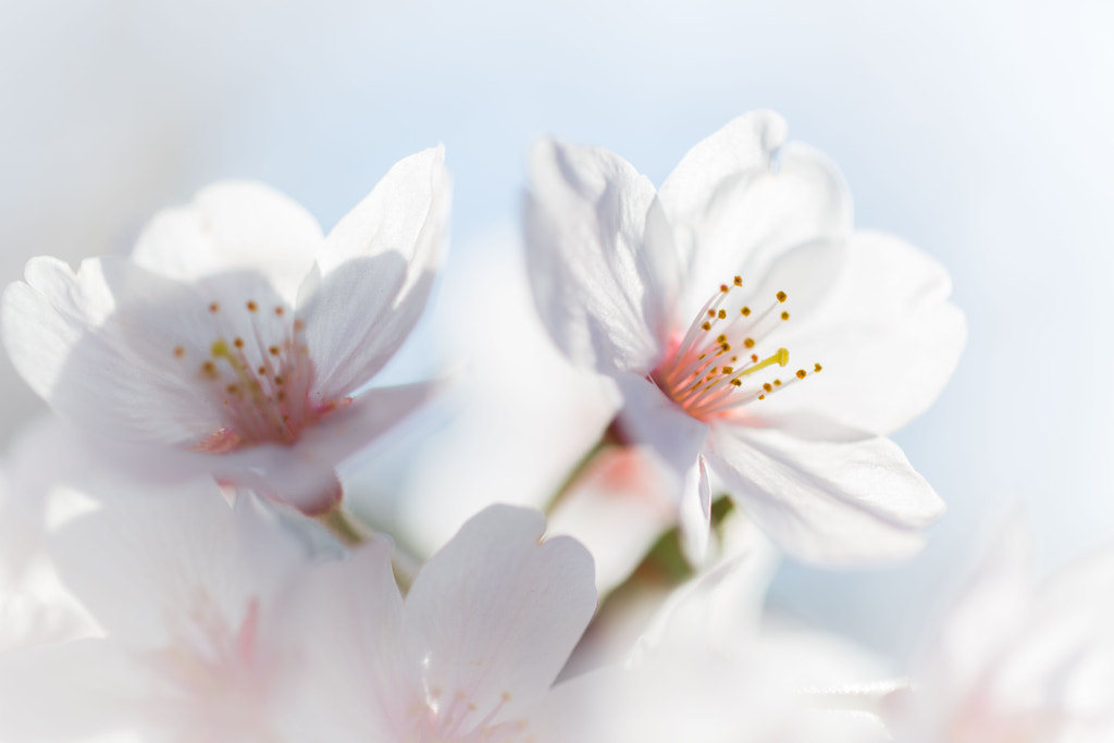 joyous spring by Ichini Efu  on 500px.com