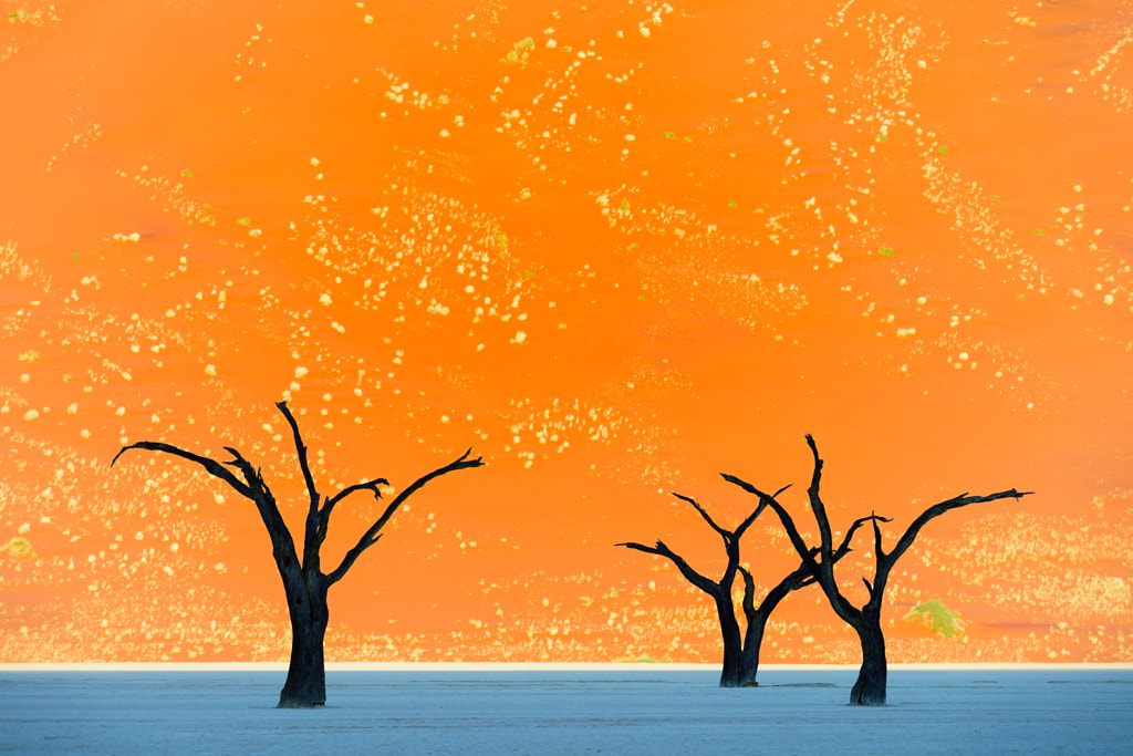 Deadvlei by Mark Holdefehr on 500px.com