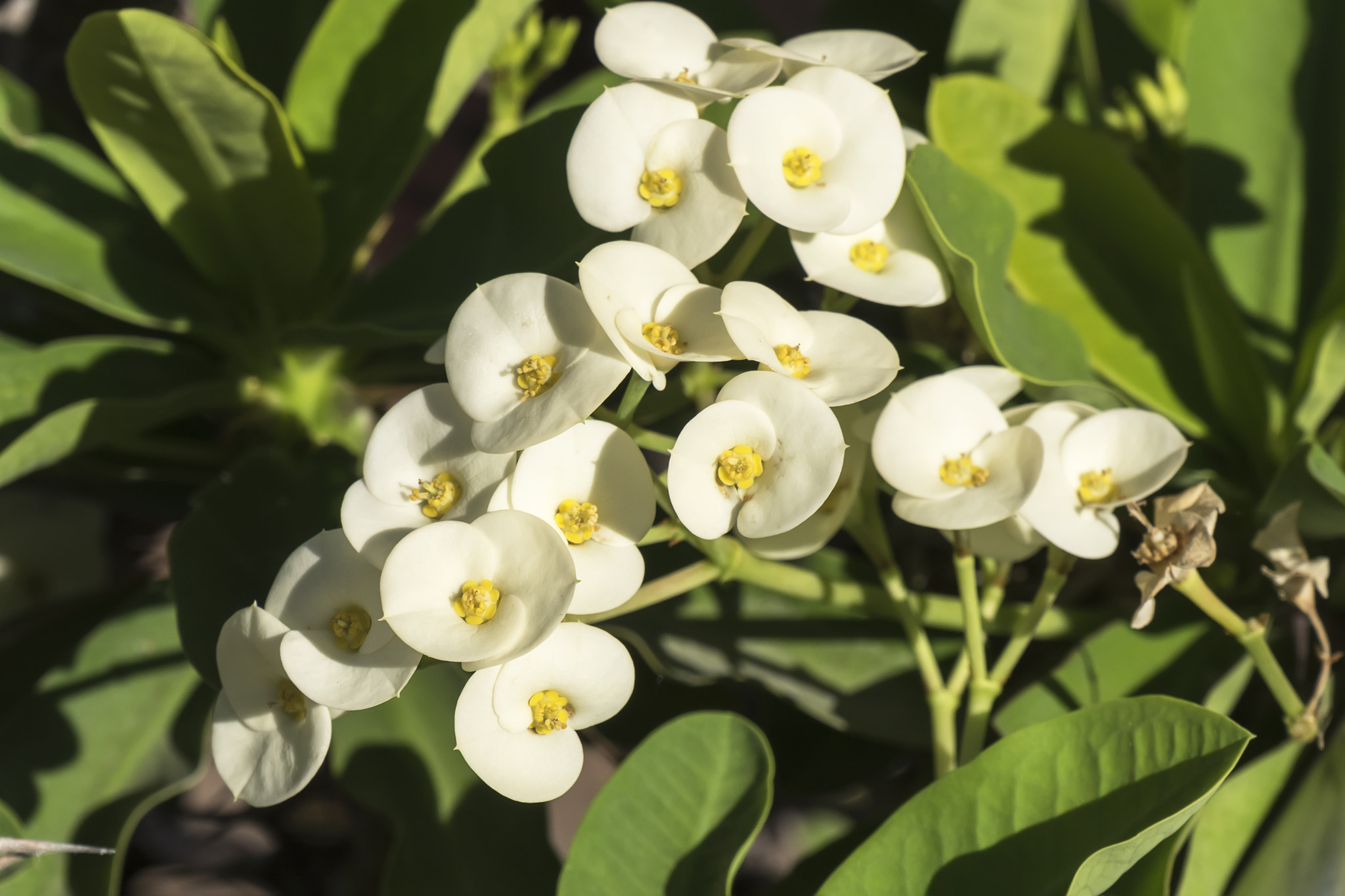 Euphorbia white flowers