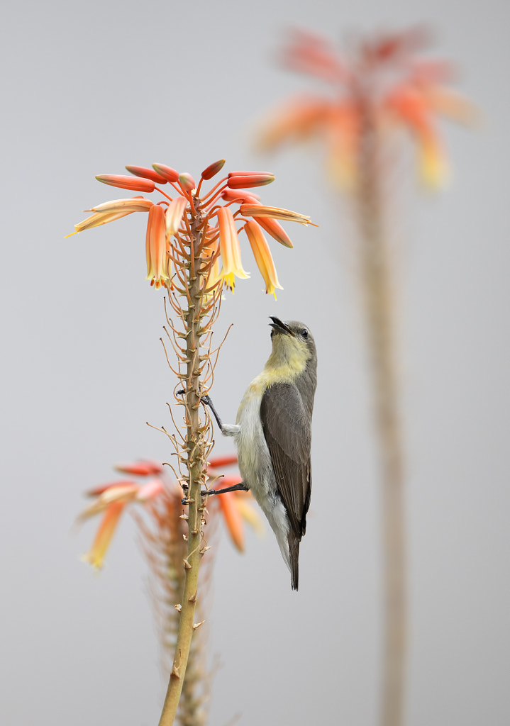 Purple Sunbird by Nature images / 500px