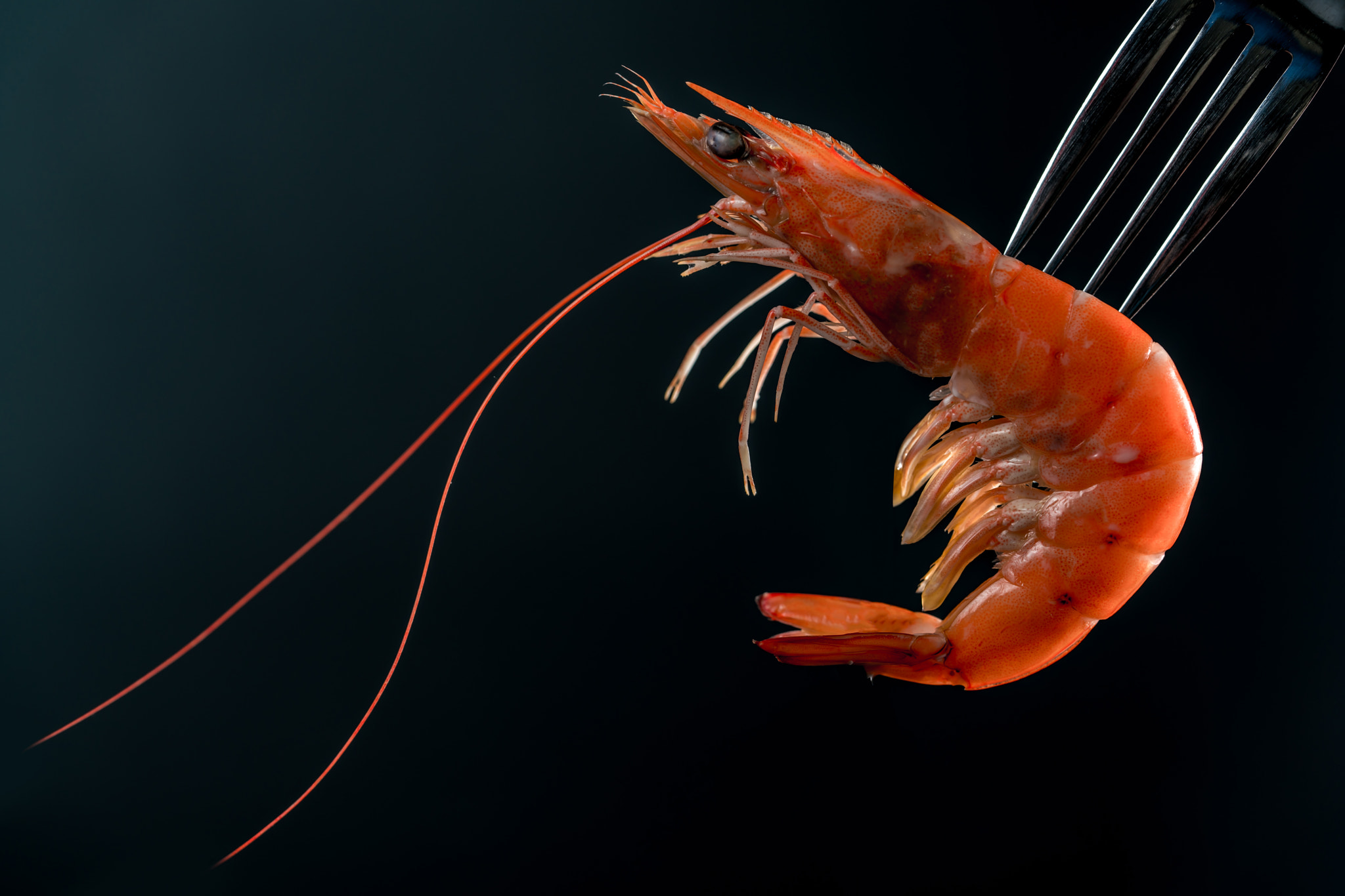 Steamed shrimp on fork isolated on dark background with copy space. Seafood buffet in restaurant con