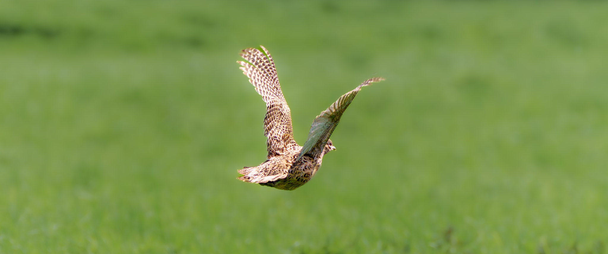 Hen pheasant in flight