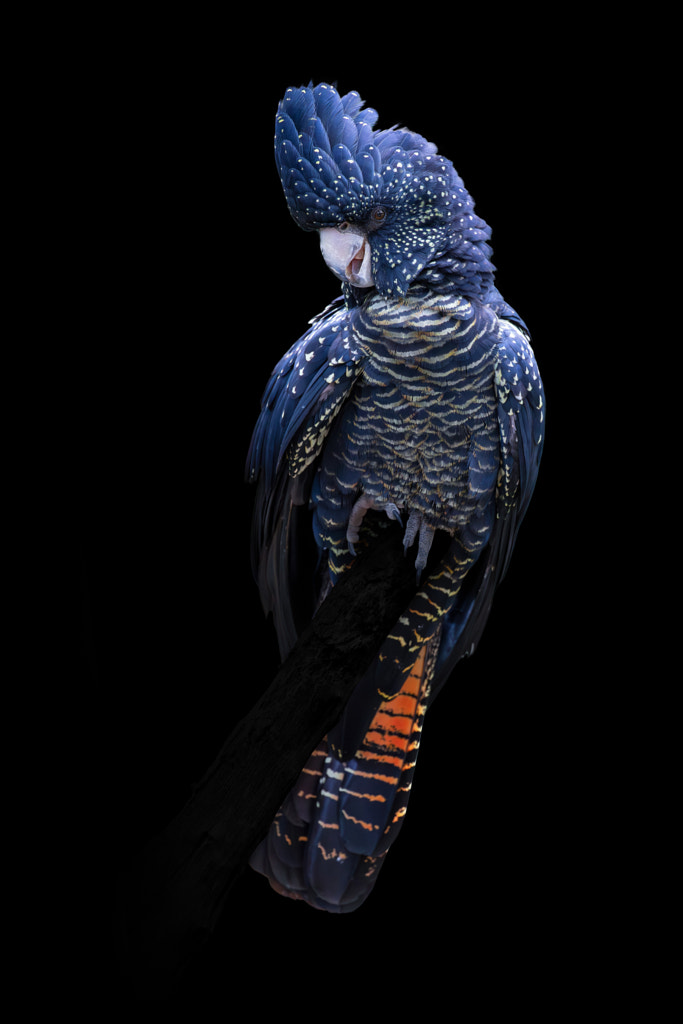 Red Tailed Black Cockatoo Victoria, Australia by Sven Taubert / 500px