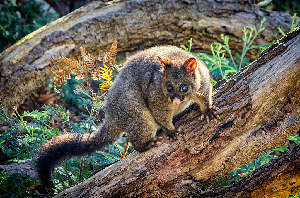 Brushtail Possum by Paul Amyes on 500px.com