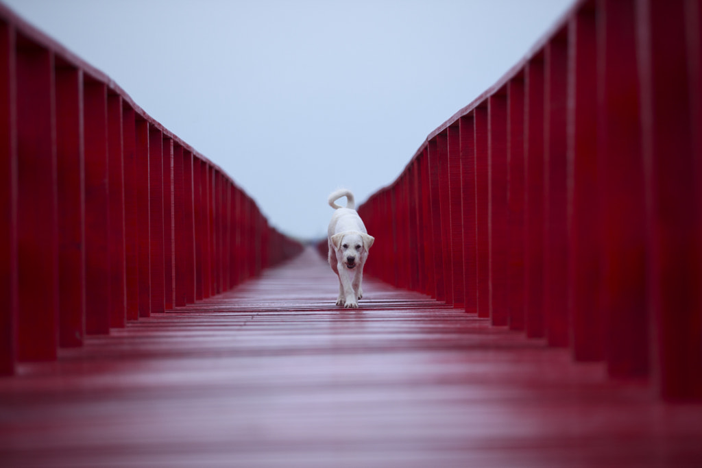 perspective of white dog walking on red wood bridge  by suriya silsaksom on 500px.com