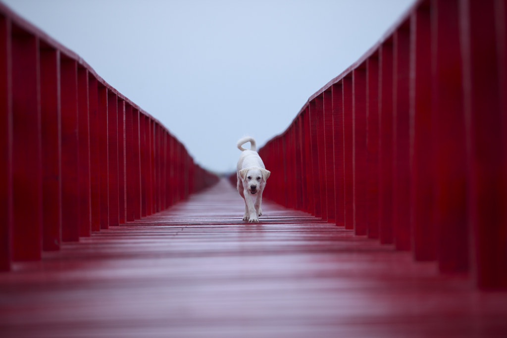 perspective of white dog walking on red wood bridge by suriya silsaksom on 500px.com