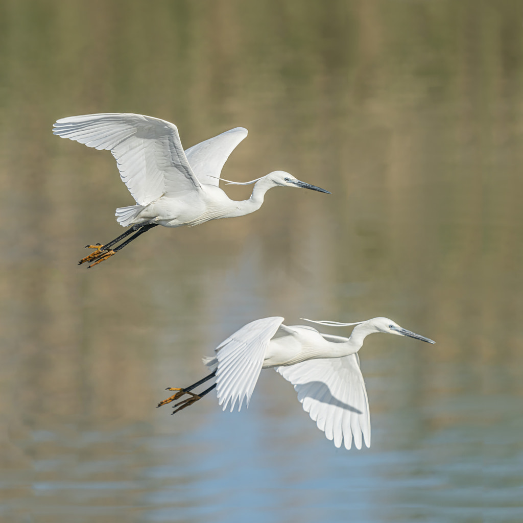 White egrets by Boris Lichtman / 500px