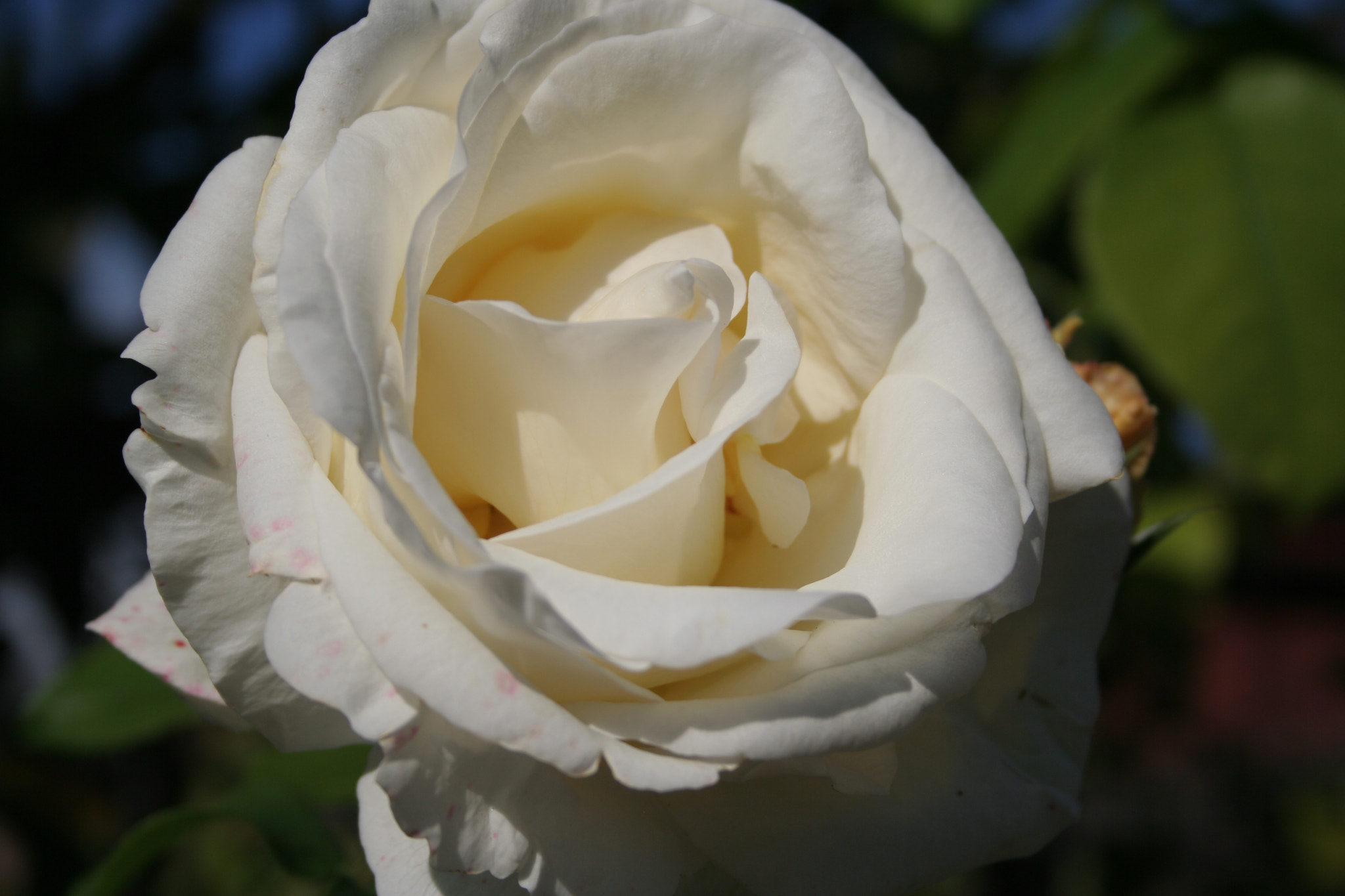 White Rose