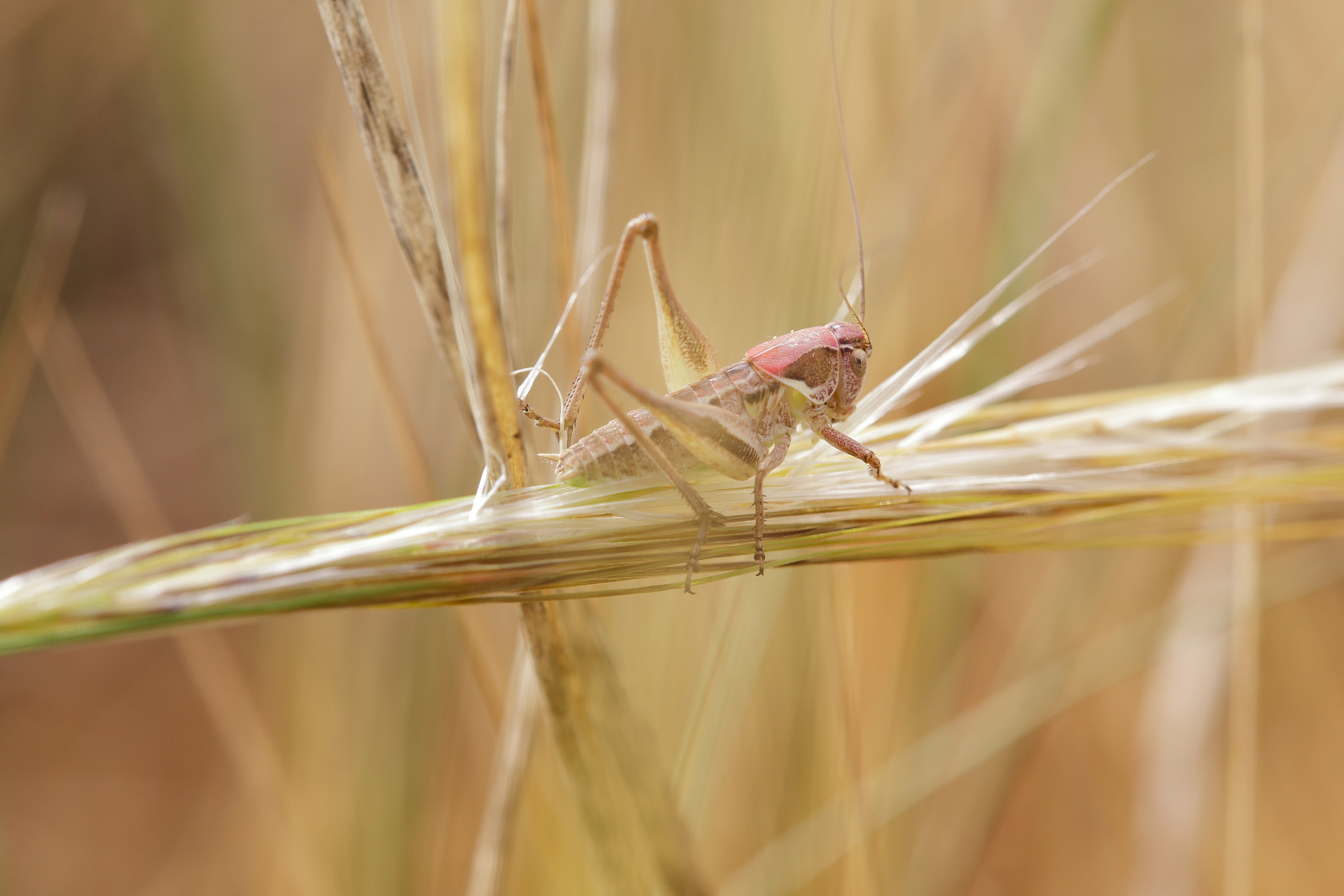 brown-spotted bush cricket