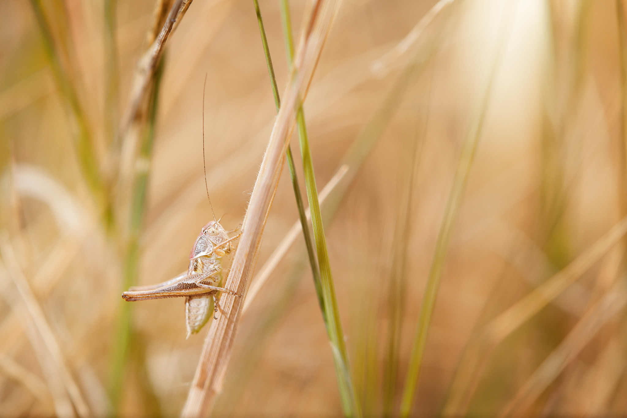 brown-spotted bush cricket