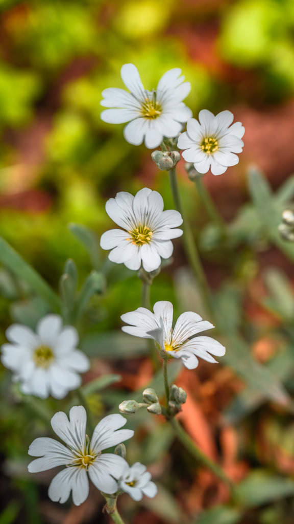 Snow-in-summer flower by Milen Mladenov on 500px.com