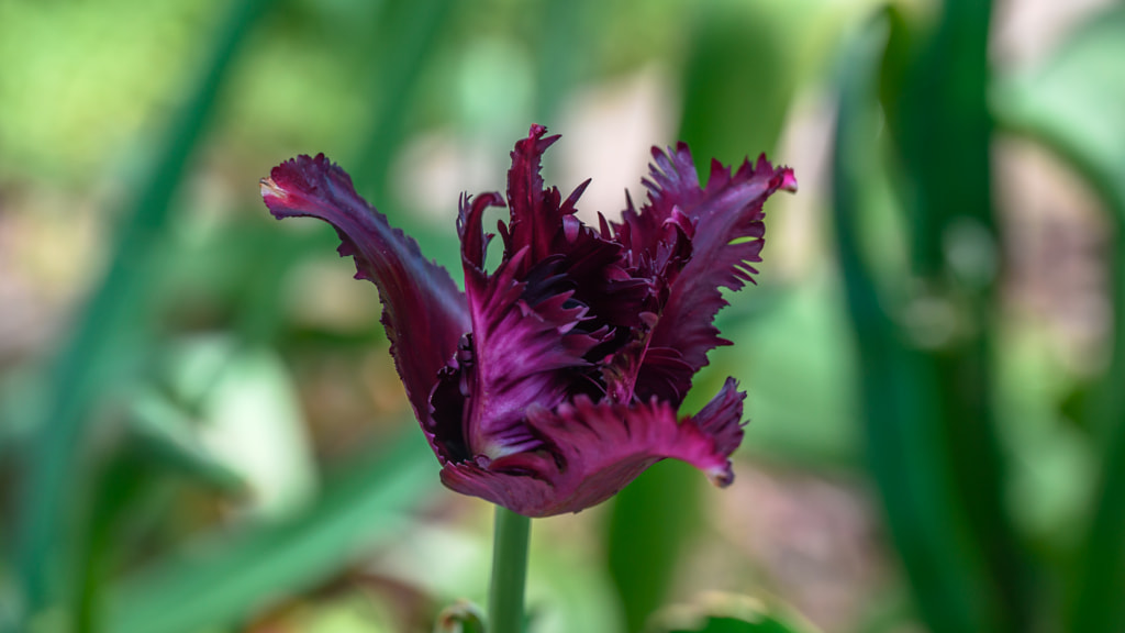 Dark tulip flower by Milen Mladenov on 500px.com