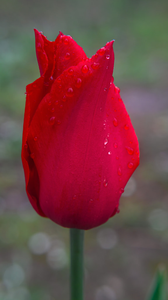 Red tulip after a spring rain by Milen Mladenov on 500px.com