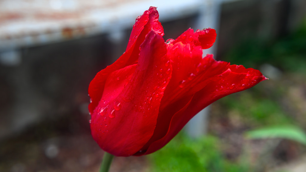 Red tulip with rain drops by Milen Mladenov on 500px.com