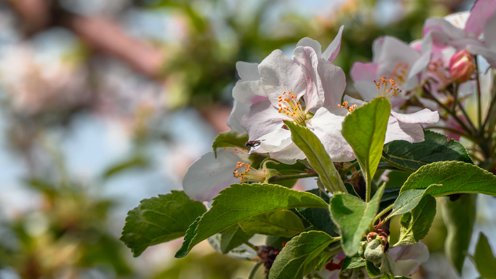Apple tree flowers in spring by Milen Mladenov on 500px.com