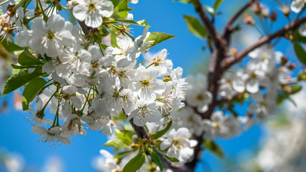 Cherry tree flowers shine on the sun by Milen Mladenov on 500px.com